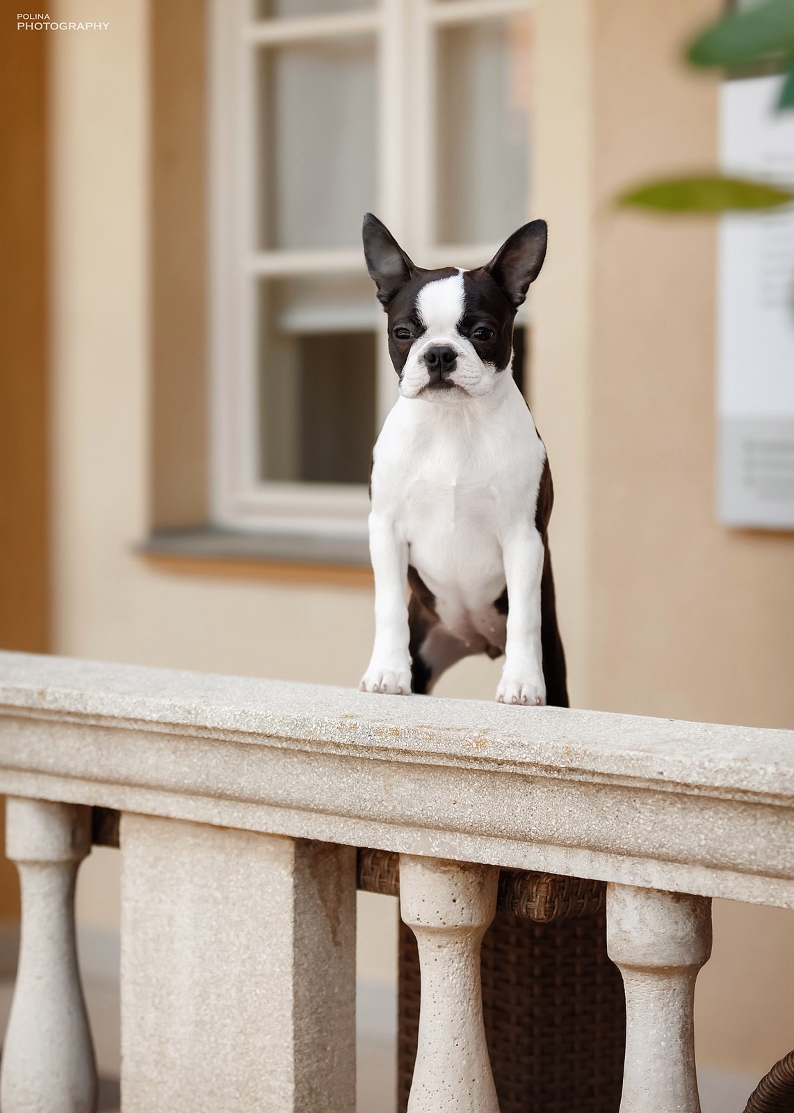 Boston Terrier puppy Eryx from Litter E - AT Team Kennel